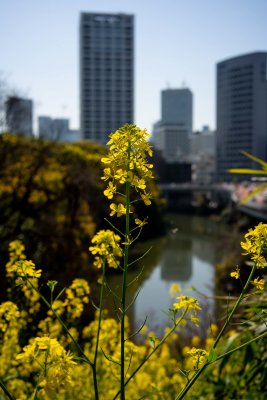 The moat with flowers