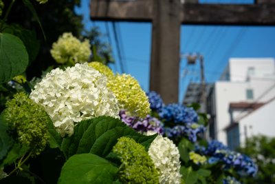 Hydrangea (at the Hakusan Shrine)