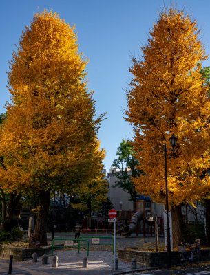 Fall in Tokyo 1