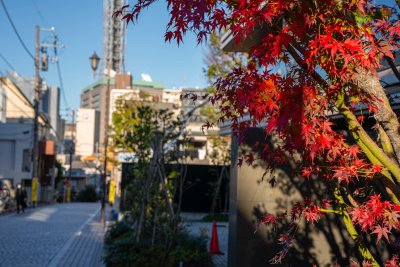 Fall in Tokyo 2