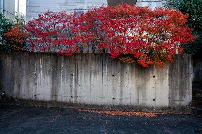 Fall in Tokyo 3
