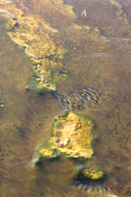 Algae Stream