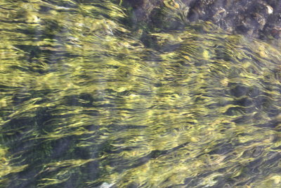 Flowing River Grasses