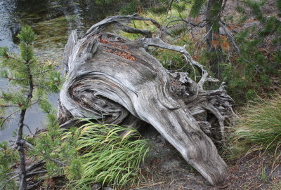 Decaying Tree Stump
