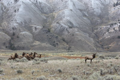 Elk and Herd