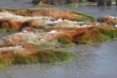 Thermal Stream Grasses