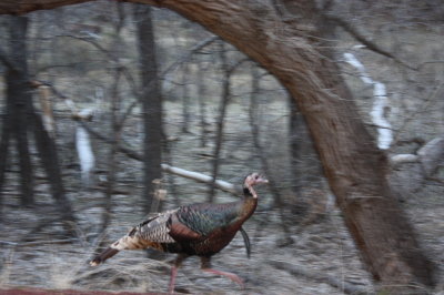 Zion Turkey