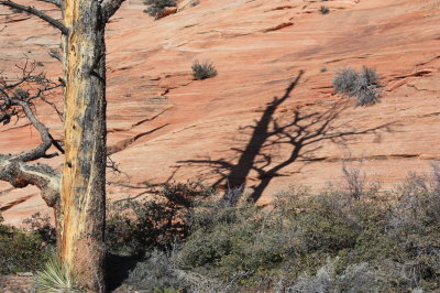 Bristlecomb Pine