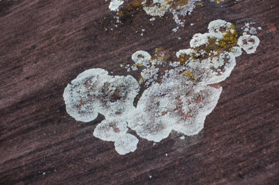 Algae on Rock