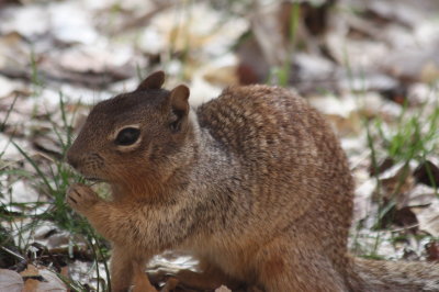 Squirrel
