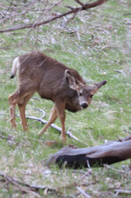 Deer