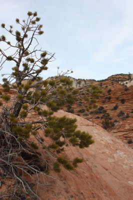 Bristlecomb Pine