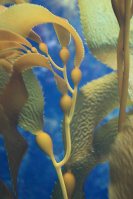 Monetery Aquarium