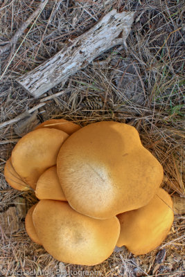Mushrooms, Pt Lobos