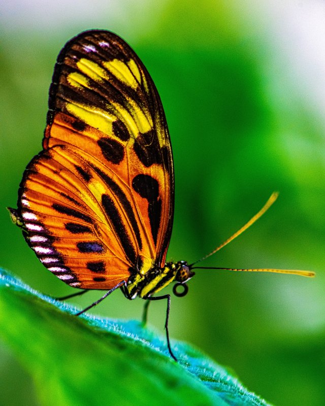 orange and black butterfly.jpg