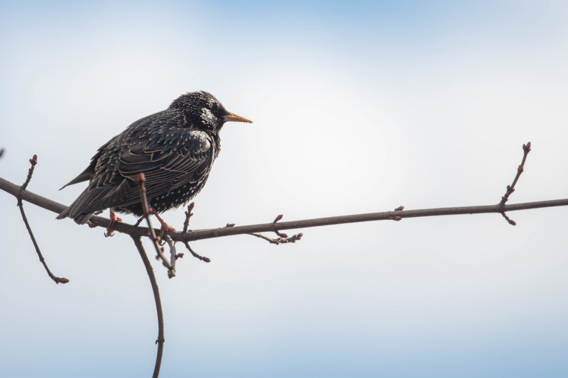 Pensive Bird