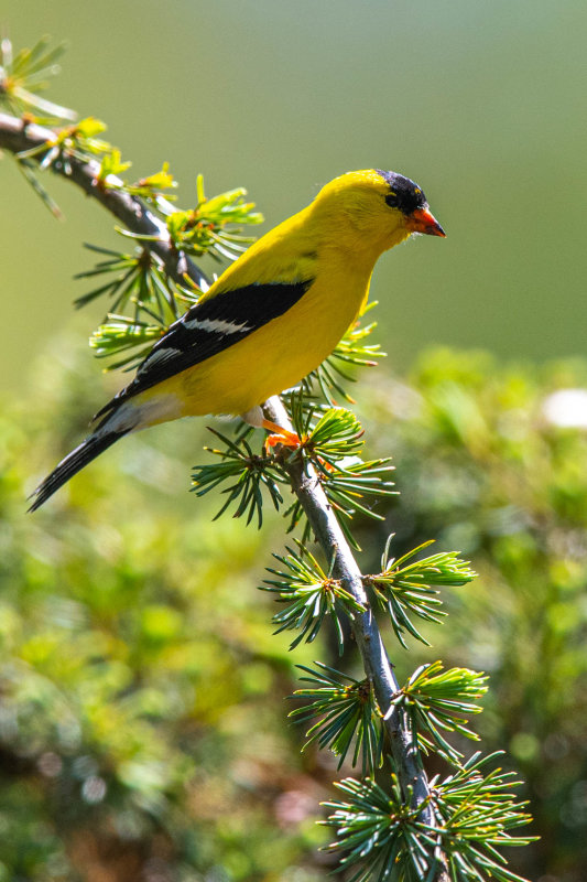 American Goldfinch