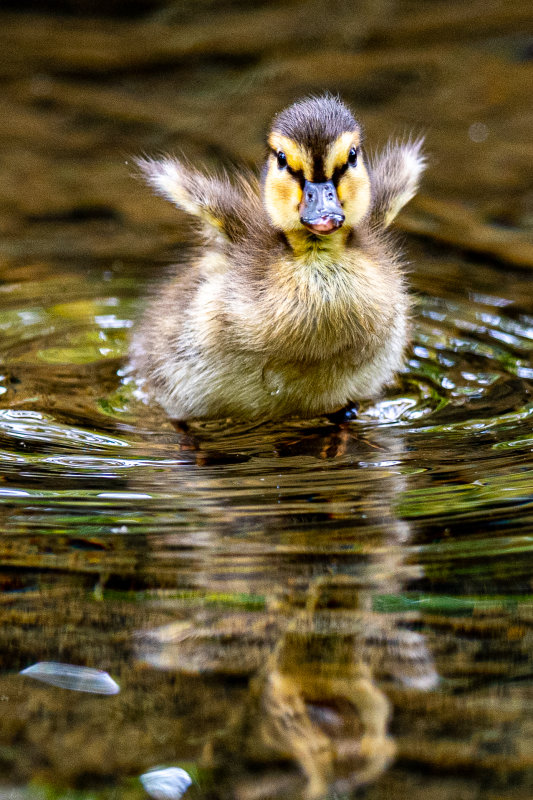 The Unbearable Cuteness of Ducklings