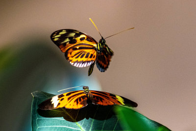 Dance of the Butterflies