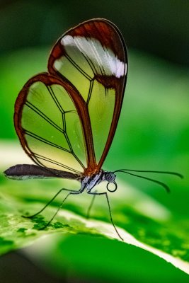 Butterflies