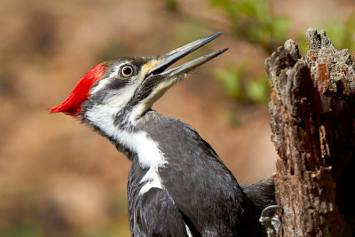 Woodpeckers