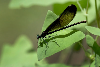 Ebony Jewelwing Damselfly