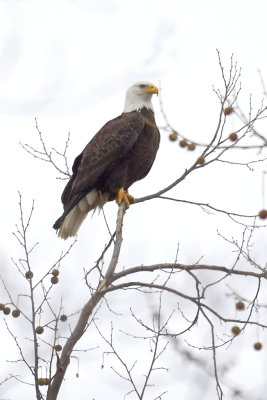 Bald Eagle