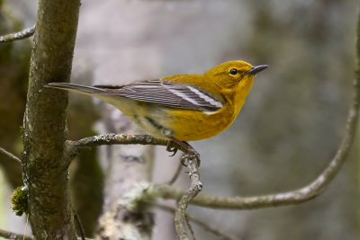 Warblers