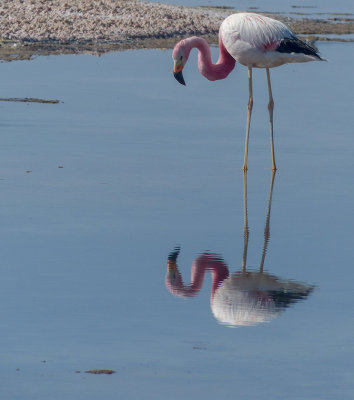 G_Andean Flamingo _DBray.jpg