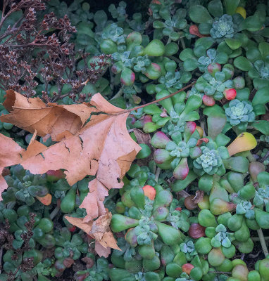 G_Little Winter Findings _Chizuko Farley.jpg