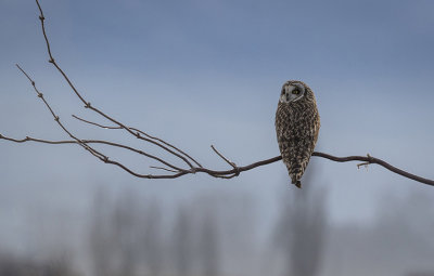 G_Observant Owl_Sue DeArman.jpg