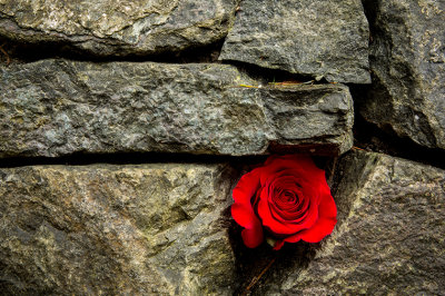 M_A Rose by Any Other Name_BobRosenbladt.jpg