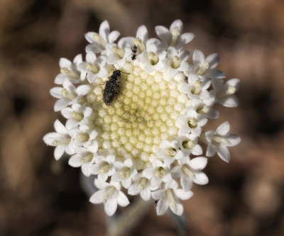 M_Bugsy Flower_DeArman S.jpg