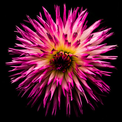 M_Dazzling Dahlia_Dorothy Rosenbladt.jpg