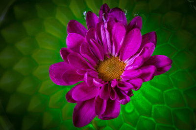 M_Floating Flower_BobRosenbladt.jpg