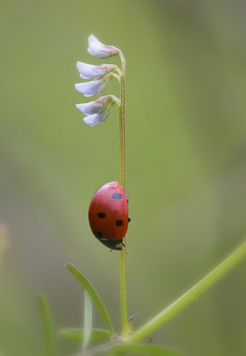 M_LadyBugFlag_DeArman S.jpg