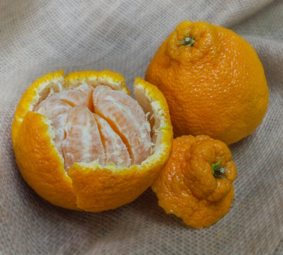 M_Sumo Oranges_ Chizuko Farley.jpg