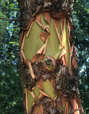 R_Peeling Madrone Bark_Paul Brians.print.jpg