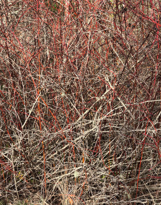 R_Pollock Branches_Paul Brians.print.jpg