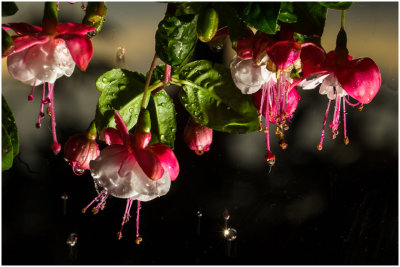 M_Fuschias_in_the_Rain_RosenbladtB.jpg