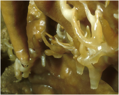 M_Lewis_and_Clark_Caverns_Helictites_WyattG.jpg