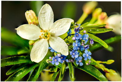 M_Morning_Dew_on_White_Flower_HutchingsD.jpg_2.jpg