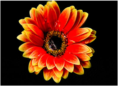 M_Red_Daisy_HutchingsD.jpg_2.jpg