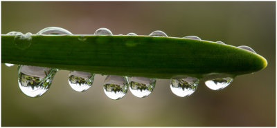 M_Wet_Leaf_RosenbladtB.jpg