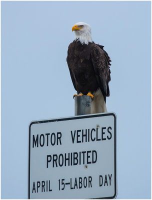 G_Eagle_JDeArman.jpg