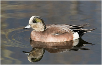 G_Female_American_Wigeon_Sue_DeArman.jpg