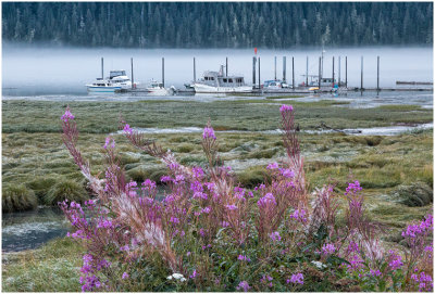 M_Fireweed_and_boats_Sue_DeArman.jpg