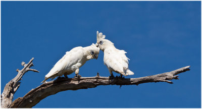 G_Two_Cockatoos_S_Johnston.jpg