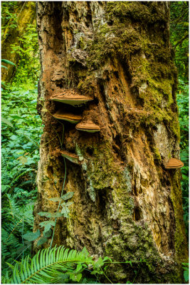 M_Fungus_Bob_Rosenbladt.jpg