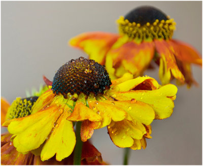 M_Sunset_Flower_Chizuko_Farley.jpg